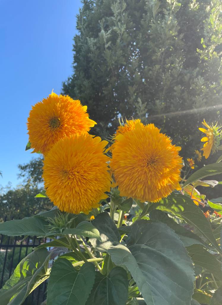 Plant name: Daydream Mixture + Goldy Double Helianthus annuus 